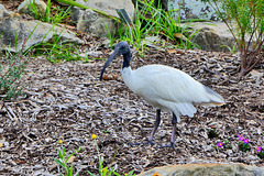 P1260099- Ibis à cou noir (Ibis blanc d'Australie, endémique), jardin botanique - Sydney. 24 février 2020