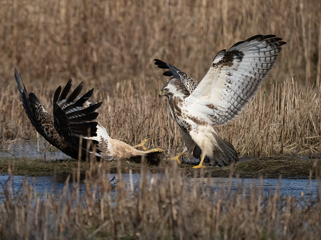 Bussard