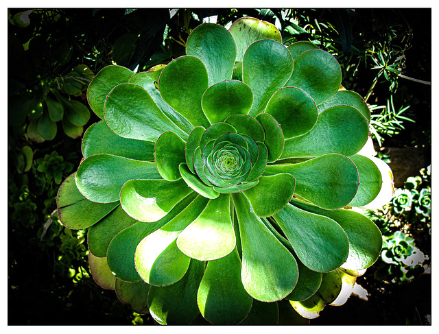 Botanischer Garten Basel