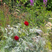 Remembrance Garden