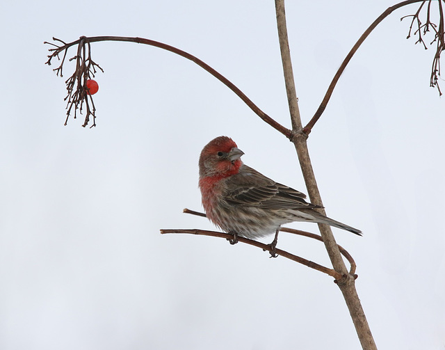 roselin familier / house finch