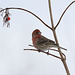 roselin familier / house finch