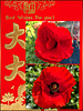 Red Chinese Poppy