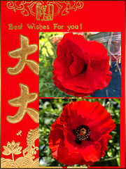 Red Chinese Poppy