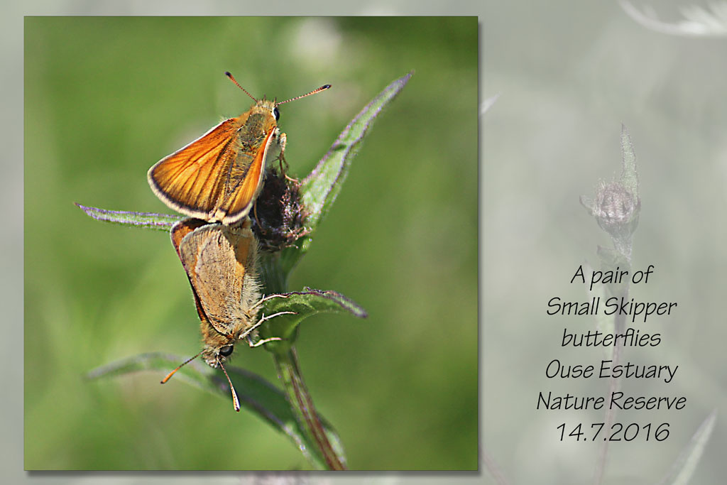 Small Skippers in the Ouse Estuary Nature Reserve - 14.7.2016