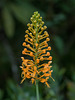 Platanthera ciliaris (Yellow Fringed orchid)