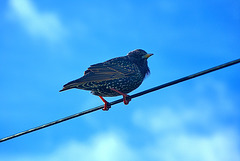 Bird On A Wire 2