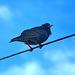 Bird On A Wire 2
