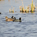 American Wigeon