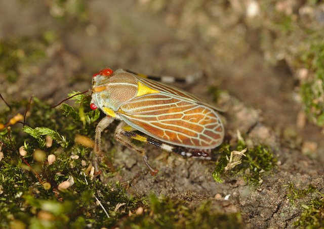 Leafhopper EF7A7190