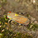 Leafhopper EF7A7190