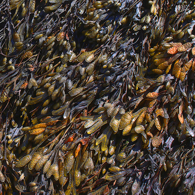 Bladder wrack Rottingdean 2 8 2018