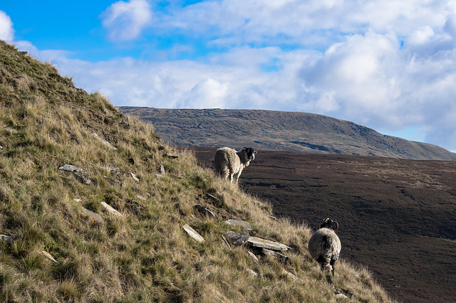 Sheep on the ascent of Cock Hill