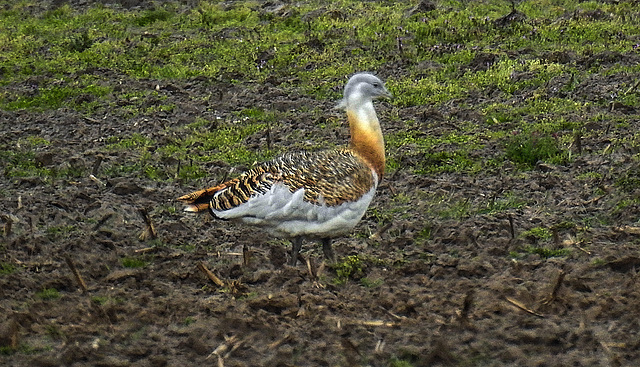 20190411 4790CPw [D~HVL] Großtrappe (Otis tarda), Buckow, Havelländisches Luch