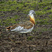 20190411 4790CPw [D~HVL] Großtrappe (Otis tarda), Buckow, Havelländisches Luch