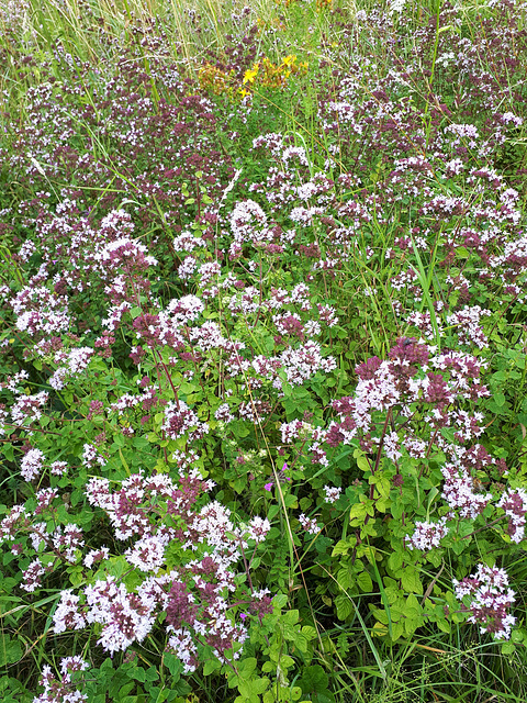 Wild Marjoram