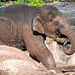 Baby elephant playing in mud