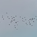 A big flock of Curlew