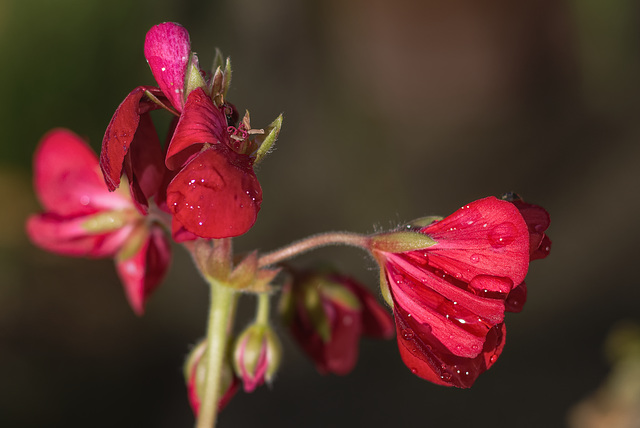 Dernières floraison... Dernières floraison...