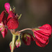 Dernières floraison...