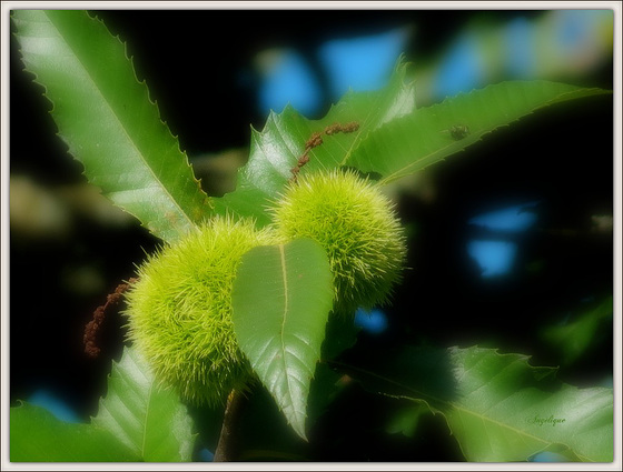 Châtaignes...........Bon jeudi mes ami(e)s ...................(Z)