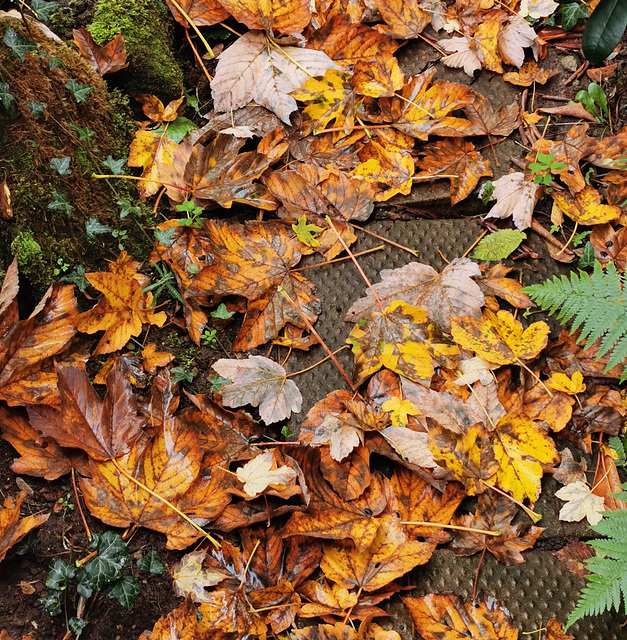 Herbstlaub abgefallen