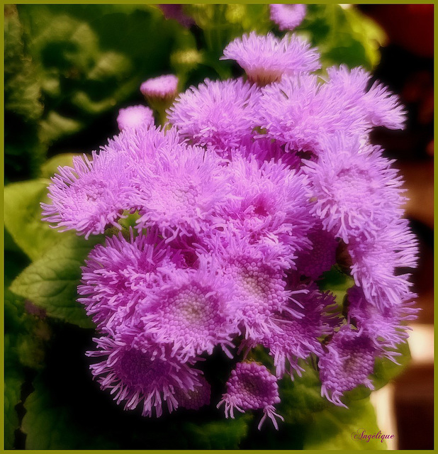 Ageratum ..........Belle semaine mes ami(e)s ❤️