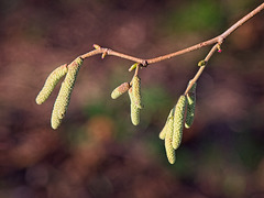 Catkins in the Winter Sunshine