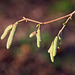 Catkins in the Winter Sunshine