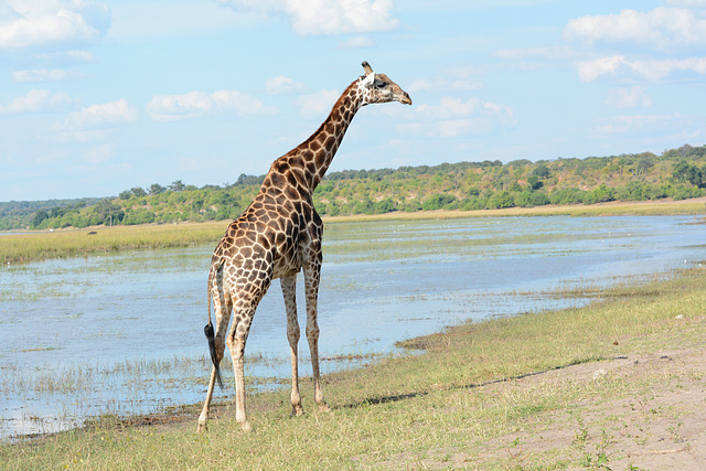 Botswana, Giraffe on the Banks of the Chobe River Botswana, Giraffe on the Banks of the Chobe River