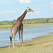 Botswana, Giraffe on the Banks of the Chobe River