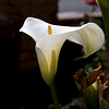 Arum blanc