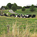 Cows Feeding.