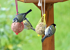 Kohl- und Blaumeisen