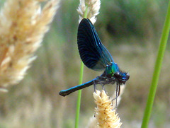 Western Demoiselle (Calopteryx xanthostoma) (4)