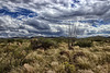 Lonely Ocotillo