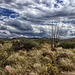 Lonely Ocotillo