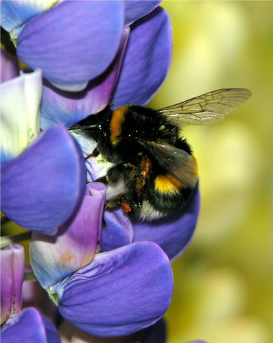 Hummel an Lupine