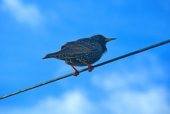 Bird On A Wire 1