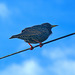 Bird On A Wire 1