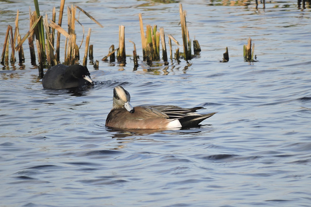 American Wigeon