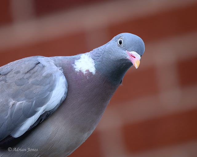 Wood Pigeon