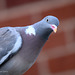 Wood Pigeon