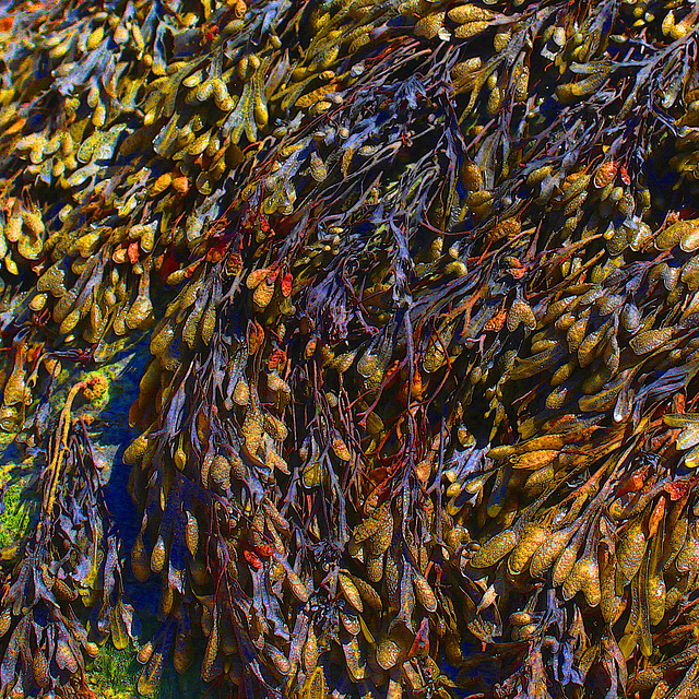 Bladder wrack super sat Rottingdean 2 8 2018