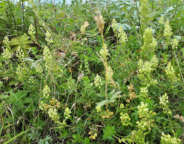 Wildflowers