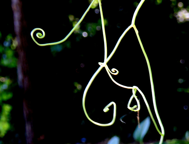 Vine tentacles
