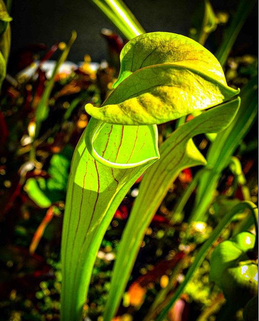 Botanischer Garten Basel