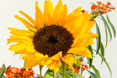 (275/365) sunflower
