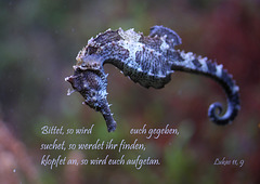 Spruchkarte 7/2016 - gedruckt