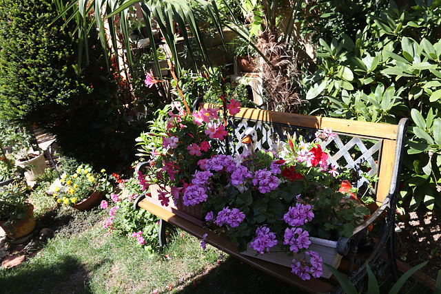 Mes fleurs ,contente de retrouver mon jardin